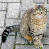 cat