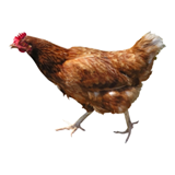 chicken