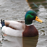 duck