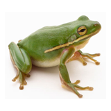 frog