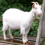 goat