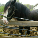 horse
