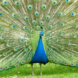peacock