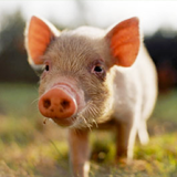 pig