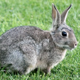 rabbit